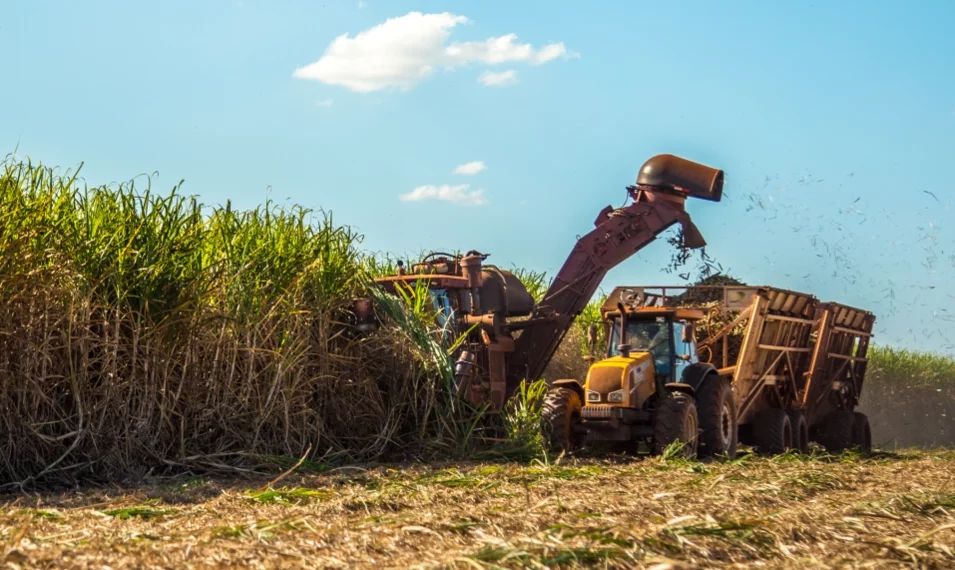 sugar-cane-hasvest-plantation